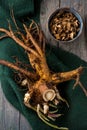 Preparing the medicinal root of elecampane Royalty Free Stock Photo