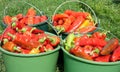 Preparing paprika for winter provisions Royalty Free Stock Photo