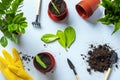 Preparing plant for planting on blue table Method of propagation by leaves of houseplant Zamioculcas Spring renewal, flower care