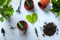 Preparing plant for planting on blue table Method of propagation by leaves of houseplant Zamioculcas Spring renewal, flower care