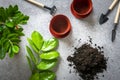 Preparing plant for planting on concrete table Method of propagation by leaves of houseplant Zamioculcas Spring renewal, flower