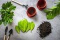 Preparing plant for planting on concrete table Method of propagation by leaves of houseplant Zamioculcas Spring renewal, flower