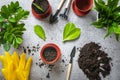 Preparing plant for planting on concrete table Method of propagation by leaves of houseplant Zamioculcas Spring renewal, flower