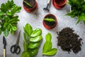 Preparing plant for planting on concrete table Method of propagation by leaves of houseplant Zamioculcas Spring renewal, flower