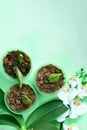 Preparing for planting an orchid. Garden tools on a green background. Home gardening. Top view Royalty Free Stock Photo