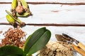 Preparing for planting an orchid. Garden tools on a wooden background. Home gardening Royalty Free Stock Photo