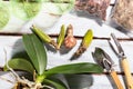 Preparing for planting an orchid. Garden tools on a wooden background. Home gardening Royalty Free Stock Photo