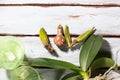 Preparing for planting an orchid. Garden tools on a wooden background. Home gardening Royalty Free Stock Photo