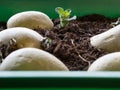 Preparing seed potatoes for planting; how to chitting potatoes Royalty Free Stock Photo