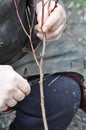 Preparing Small Apricot Tree Branch for Grafting with Knife. Grafting Fruit Trees