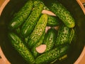 Making pickled cucumbers in clay jar Royalty Free Stock Photo