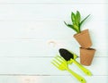 Preparing for spring transplanting plants in pots. Pot, shovel, green plants on a blue wooden background.