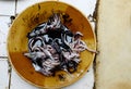 Preparing squid in dish