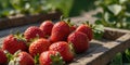 Preparing strawberries for a summer breakfast outdoors. Royalty Free Stock Photo