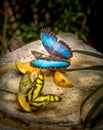 Prepona butterfly feeding on fruits