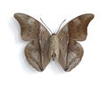 Prepona chromus (underside)