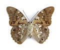 Prepona eugenes (underside)