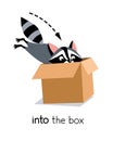 Preposition of movement. Raccoon jumps into the box Royalty Free Stock Photo