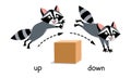 Preposition of movement. Raccoon jumps up and down the box Royalty Free Stock Photo