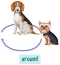 Preposition wordcard with word around and two dogs