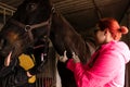 Prepping injection for equine veterinary procedure Royalty Free Stock Photo