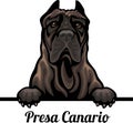 Presa Canario - Color Peeking Dogs - breed face head isolated on white