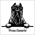 Presa Canario - Peeking Dogs - breed face head isolated on white