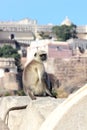 Presbytis monkey on fort wall - india Royalty Free Stock Photo