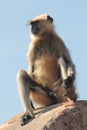 Presbytis monkey on fort wall Royalty Free Stock Photo