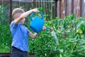 A preschool boy with a neat hairstyle in a blue shirt watering cucumber and tomato plants in a greenhouse Royalty Free Stock Photo