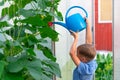 A preschool boy with a neat hairstyle in a blue shirt watering cucumber and tomato plants in a greenhouse. Selective focus Royalty Free Stock Photo