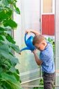 A preschool boy with a neat hairstyle in a blue shirt watering cucumber and tomato plants in a greenhouse. Selective focus Royalty Free Stock Photo