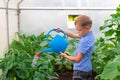 A preschool boy with a neat hairstyle in a blue shirt watering cucumber and tomato plants in a greenhouse. Selective focus Royalty Free Stock Photo