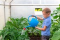 A preschool boy with a neat hairstyle in a blue shirt watering cucumber and tomato plants in a greenhouse. Selective focus Royalty Free Stock Photo