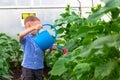 A preschool boy with a neat hairstyle in a blue shirt watering cucumber and tomato plants in a greenhouse. Selective focus Royalty Free Stock Photo