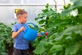 A preschool boy with a neat hairstyle in a blue shirt watering cucumber and tomato plants in a greenhouse. Selective focus Royalty Free Stock Photo