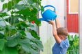 A preschool boy with a neat hairstyle in a blue shirt watering cucumber and tomato plants in a greenhouse Royalty Free Stock Photo