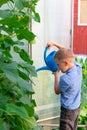 A preschool boy with a neat hairstyle in a blue shirt watering cucumber and tomato plants in a greenhouse Royalty Free Stock Photo