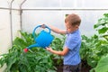 A preschool boy with a neat hairstyle in a blue shirt watering cucumber and tomato plants in a greenhouse Royalty Free Stock Photo