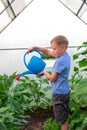 A preschool boy with a neat hairstyle in a blue shirt watering cucumber and tomato plants in a greenhouse Royalty Free Stock Photo