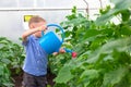 A preschool boy with a neat hairstyle in a blue shirt watering cucumber and tomato plants in a greenhouse Royalty Free Stock Photo