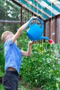 A preschool boy with a neat hairstyle in a blue shirt watering cucumber and tomato plants in a greenhouse Royalty Free Stock Photo