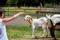 Preschool boy, petting little goat in the kids farm. Cute kind child and baby goat