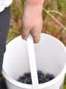 Childs hand with bucket of blueberries Royalty Free Stock Photo