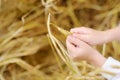 Preschooler boy holding ears of wheat. Close-up of child hands. Kid exploring nature Royalty Free Stock Photo