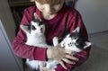 preschooler boy holds two small black and white kittens in his hands Royalty Free Stock Photo