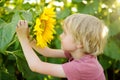 Preschooler boy walking in field of sunflowers. Child playing with big flower and having fun. Kid exploring nature. Baby having Royalty Free Stock Photo