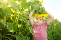 Preschooler boy walking in field of sunflowers. Child playing with big flower and having fun. Kid exploring nature. Baby having Royalty Free Stock Photo