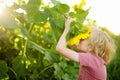 Preschooler boy walking in field of sunflowers. Child playing with big flower and having fun. Kid exploring nature. Baby having Royalty Free Stock Photo