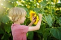 Preschooler boy walking in field of sunflowers. Child playing with big flower and having fun. Kid exploring nature. Baby having Royalty Free Stock Photo